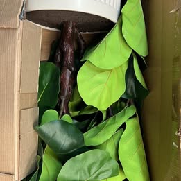 53'' faux snake plant with stand